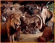 taxidermy hunting enthusiast hunter trophy taxidermy wall mounts south africa